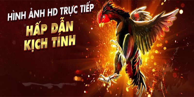 Sảnh cược đá gà tại nhà cái mang đến nhiều lợi ích hấp dẫn cho thành viên tham gia